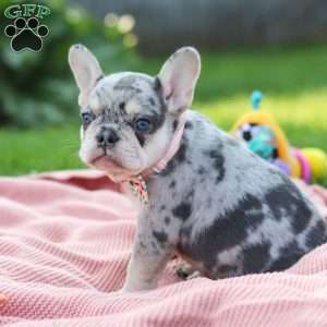 Dana, French Bulldog Puppy